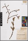 Foto von Salix caprea L.
